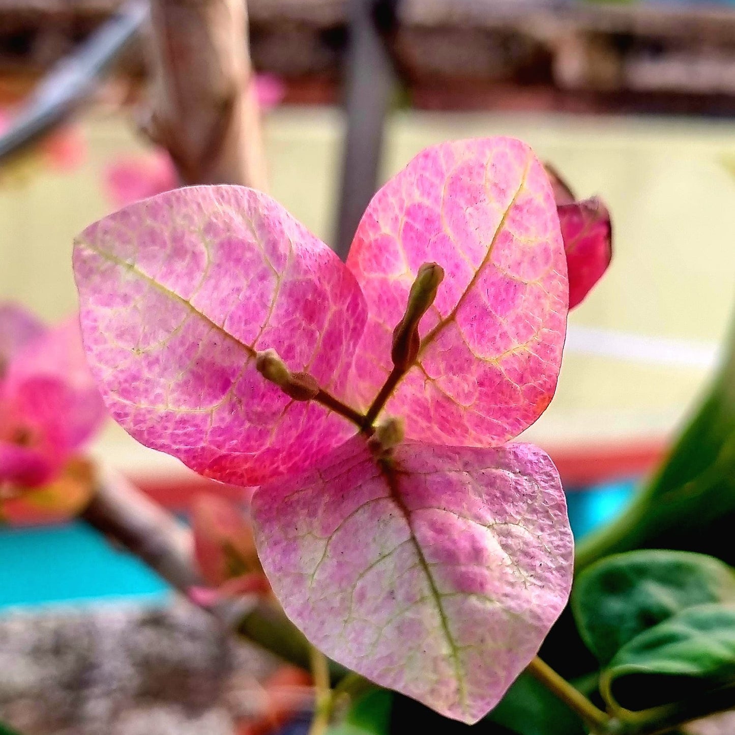 Lady Bird Bougainvillea