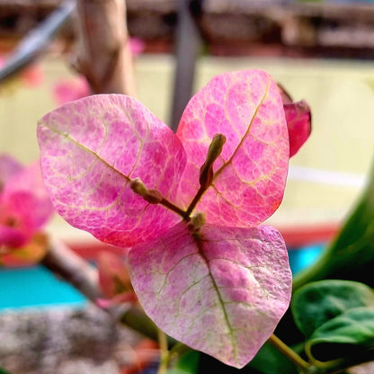 Lady Bird Bougainvillea