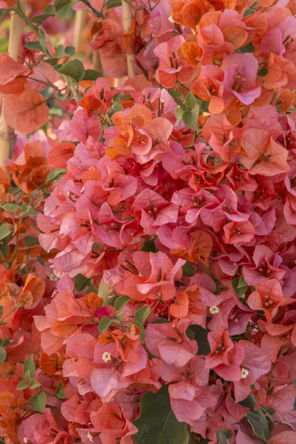 King Orange Bougainvillea