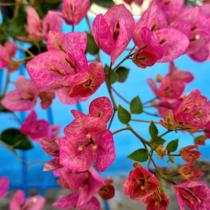 Lady Bird Bougainvillea