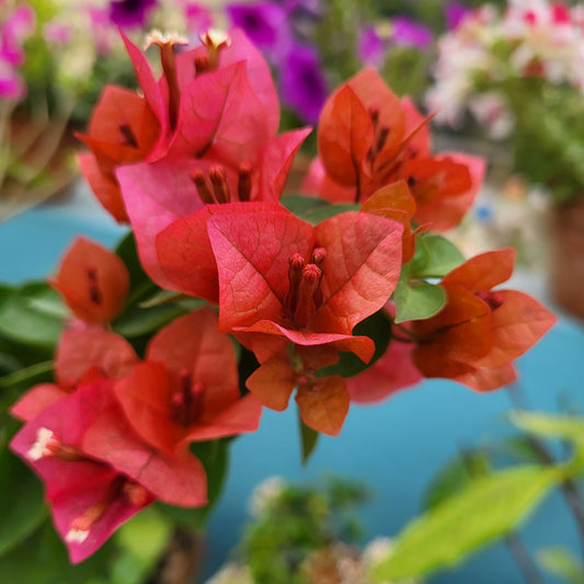 Chocolate Brown Bougainvillea