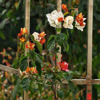7 Star Bougainvillea