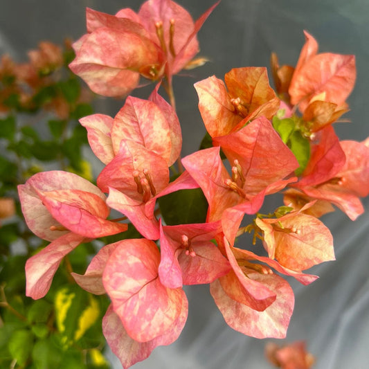 Orange September Bougainvillea