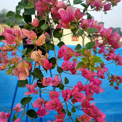 Lady Bird Bougainvillea