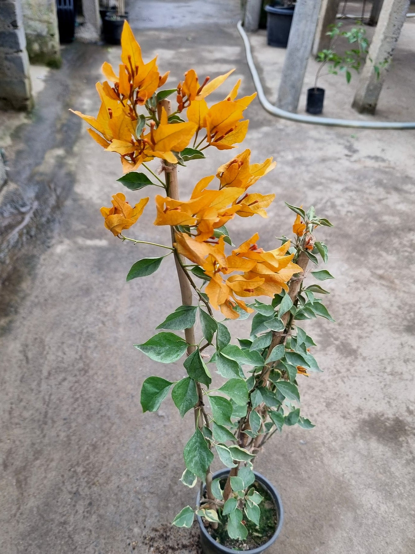 Buterfly Yellow Bougainvillea