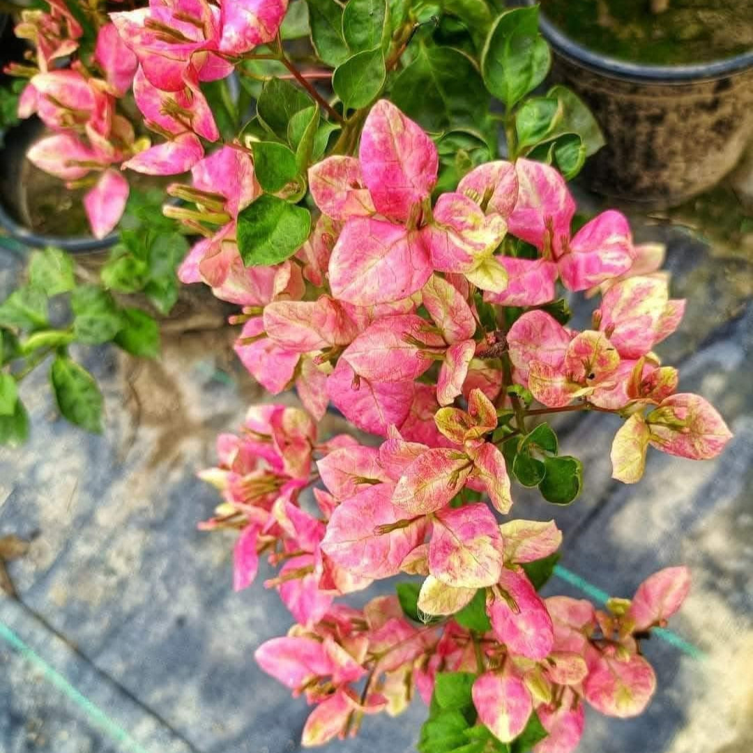 Black Monalisa Bougainvillea (top rare)