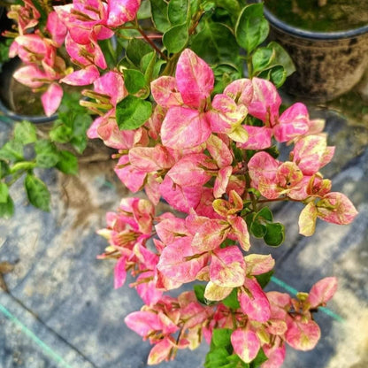 Black Monalisa Bougainvillea (top rare)