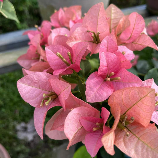 Kayata Bougainvillea