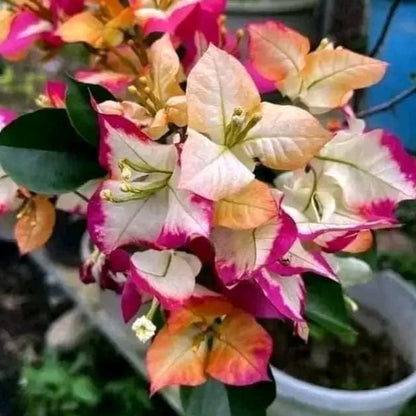Sufia Indiana Bougainvillea