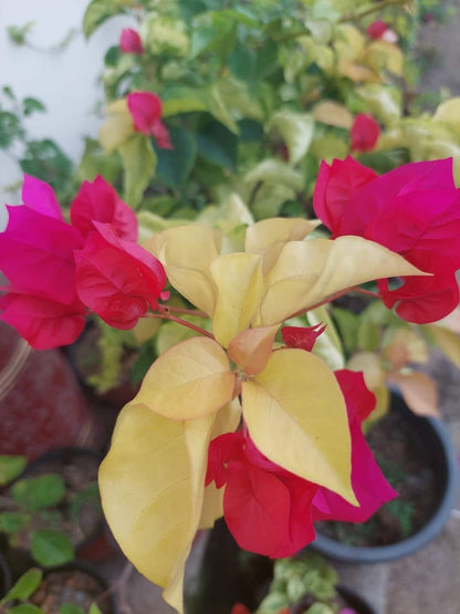 Albino Red Bougainvillea