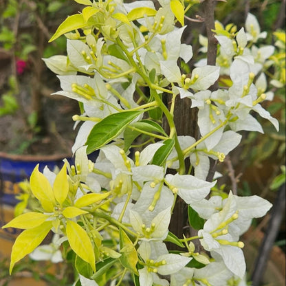 Cloud White Bougainvillea