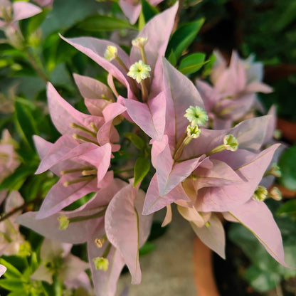 Silhouette Bougainvillea