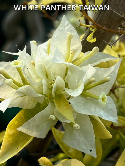 White Panther Bougainvillea (grafted)