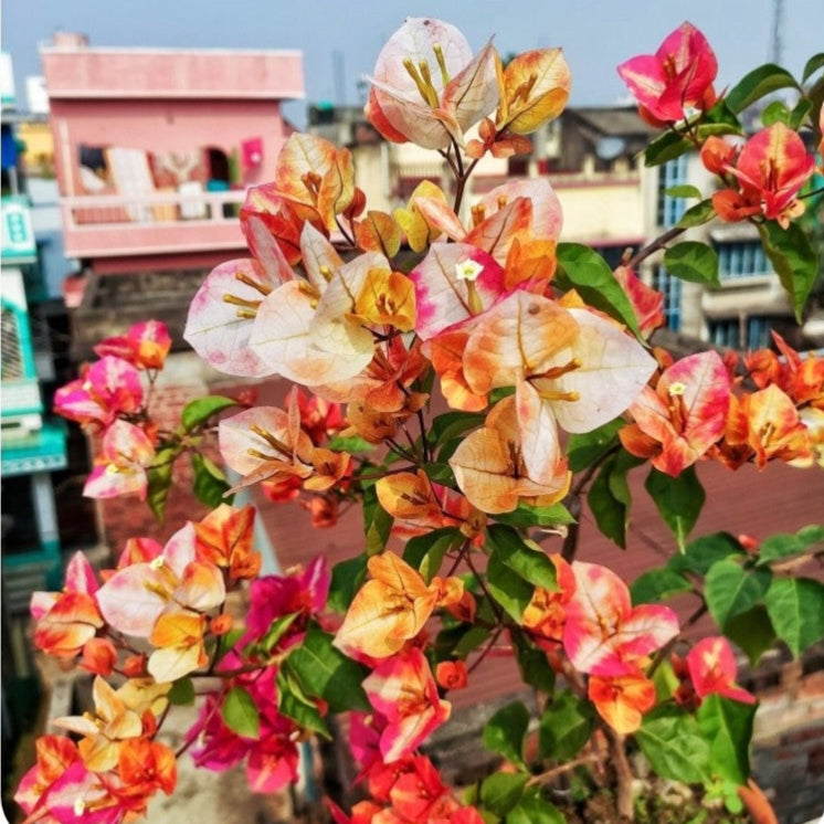 Golden Sunshine Bougainvillea