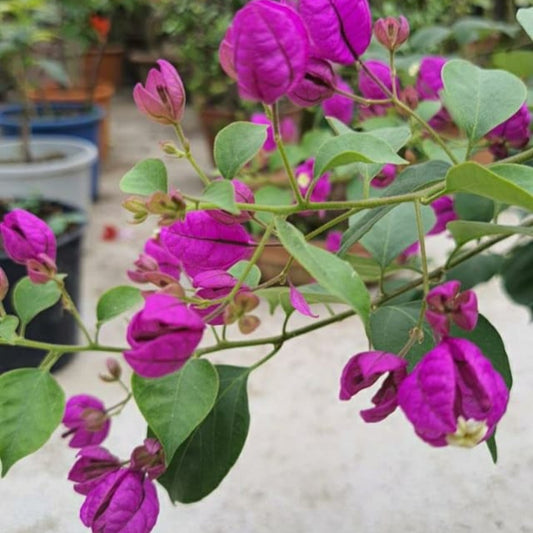 Purple Tanglong Bougainvillea