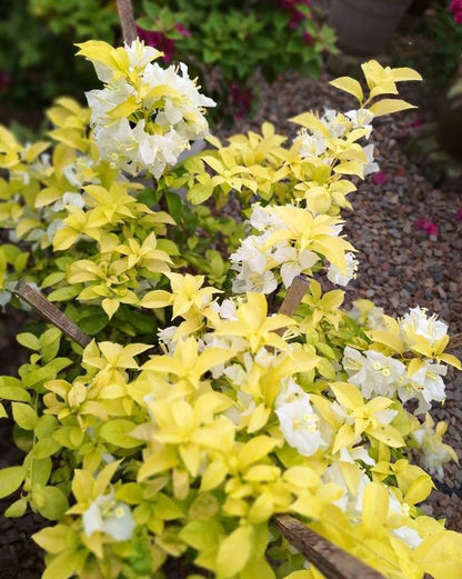 Albino White Bougainvillea
