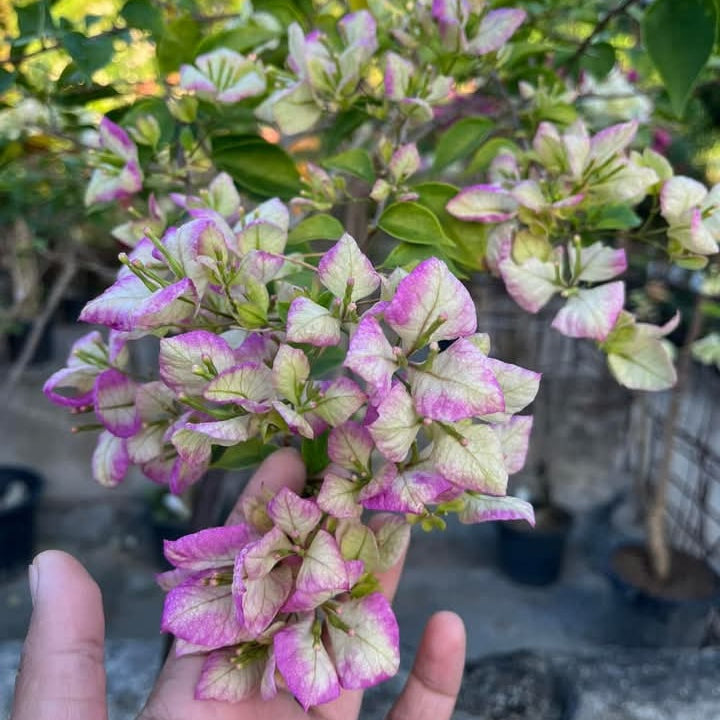 Geisha Bougainvillea
