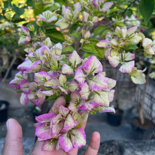 Geisha Bougainvillea
