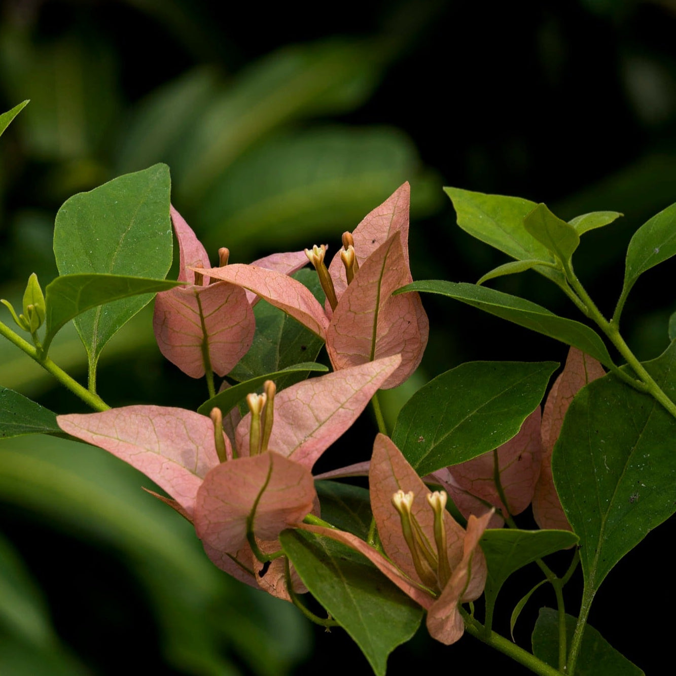 Brizza Peach Bougainvillea