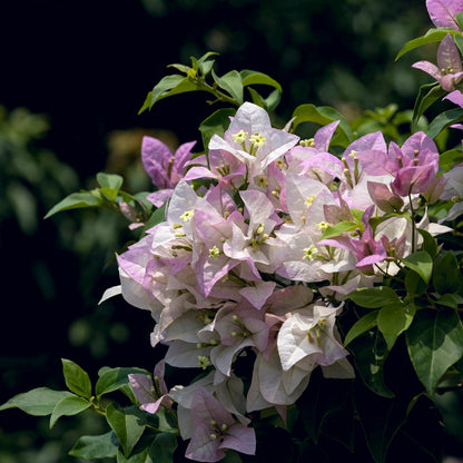 Begum Sikander Bougainvillea