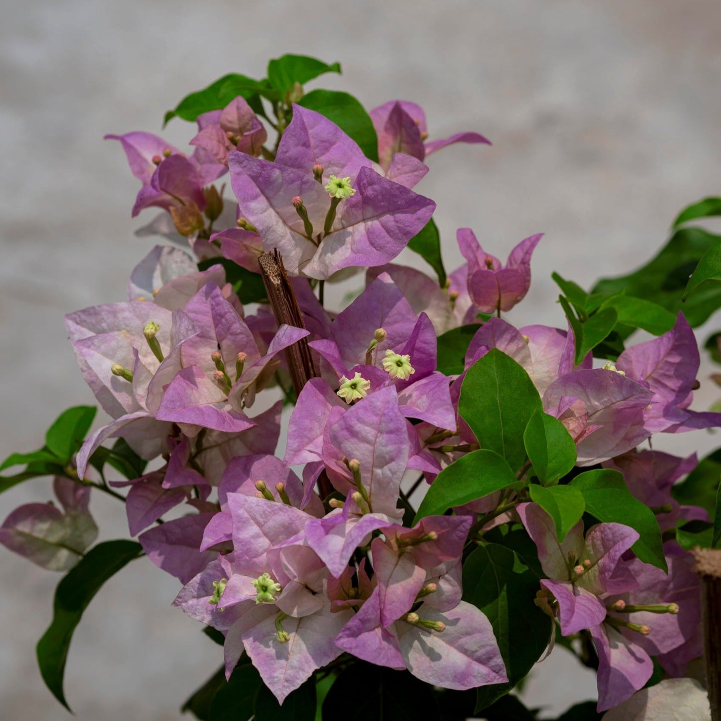 Begum Sikander Bougainvillea