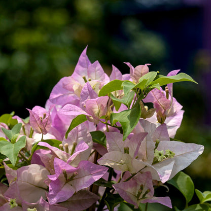 Begum Sikander Bougainvillea
