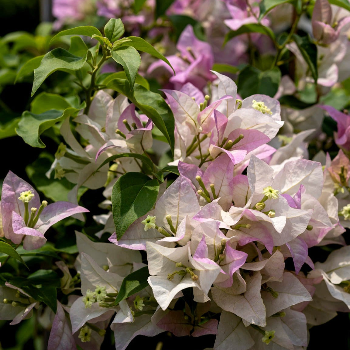 Begum Sikander Bougainvillea