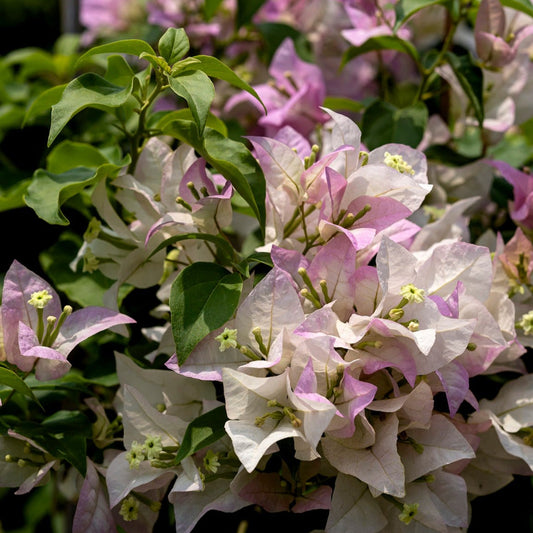Begum Sikander Bougainvillea