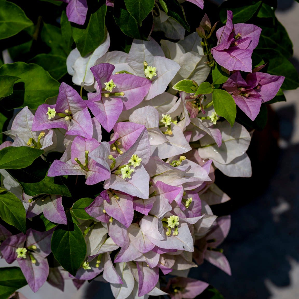 Begum Sikander Bougainvillea