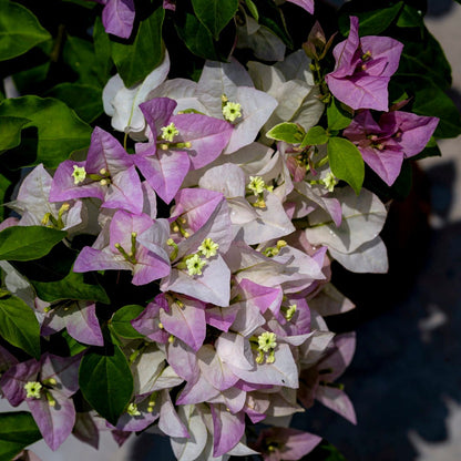 Begum Sikander Bougainvillea