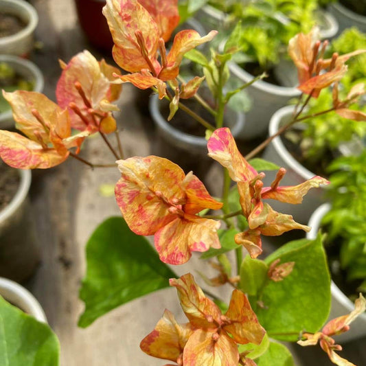Arjuna Bougainvillea