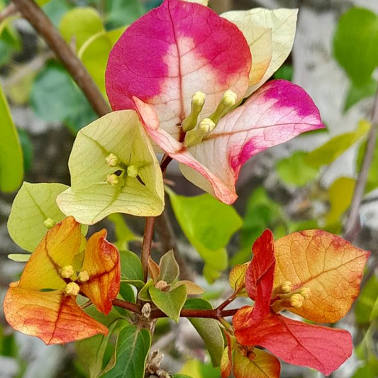 7 Star Bougainvillea