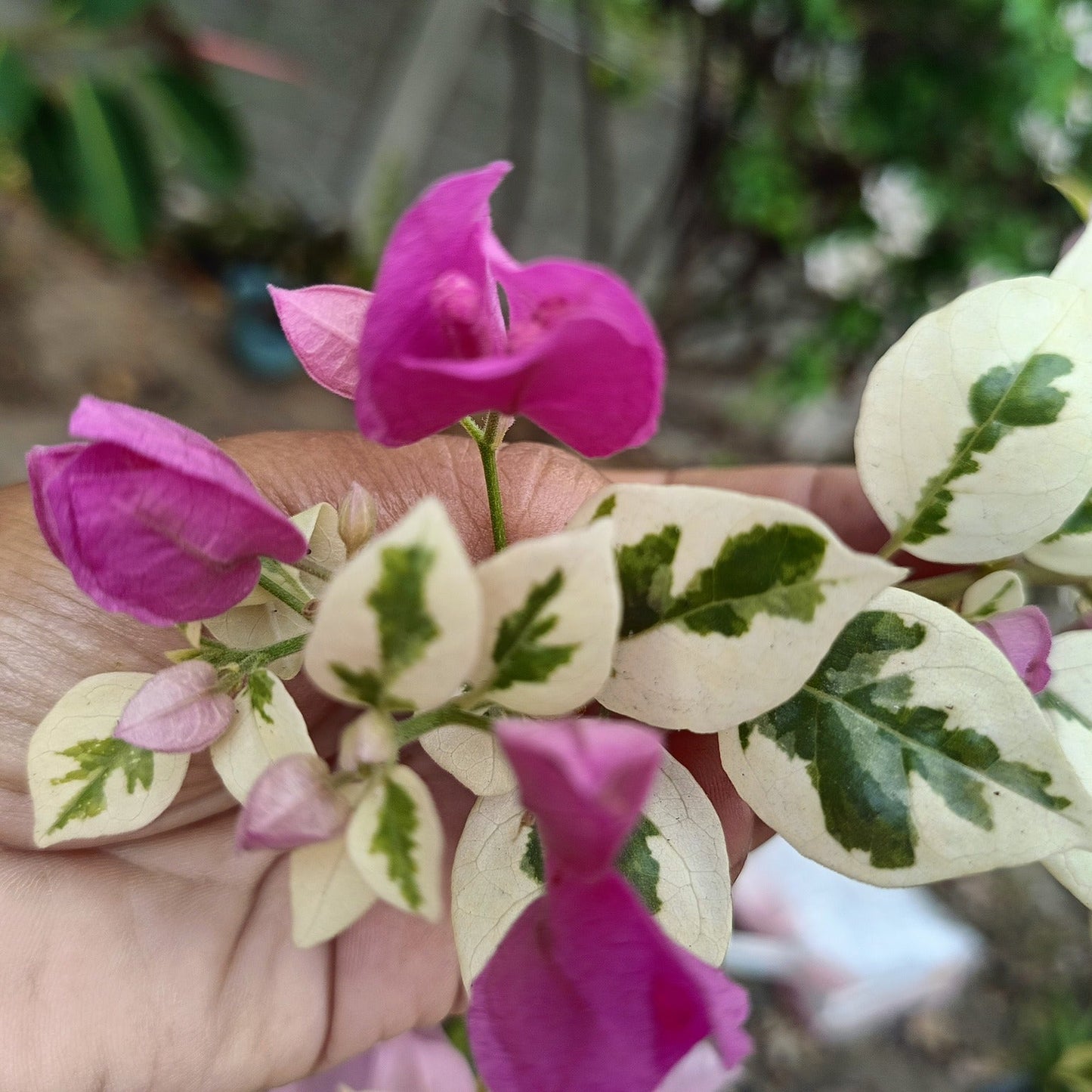 SSB Purple Bougainvillea