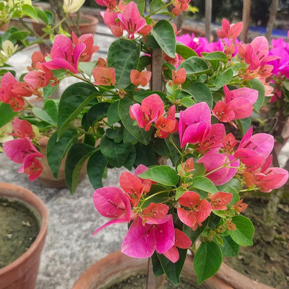 Watermelon Kiss Bougainvillea