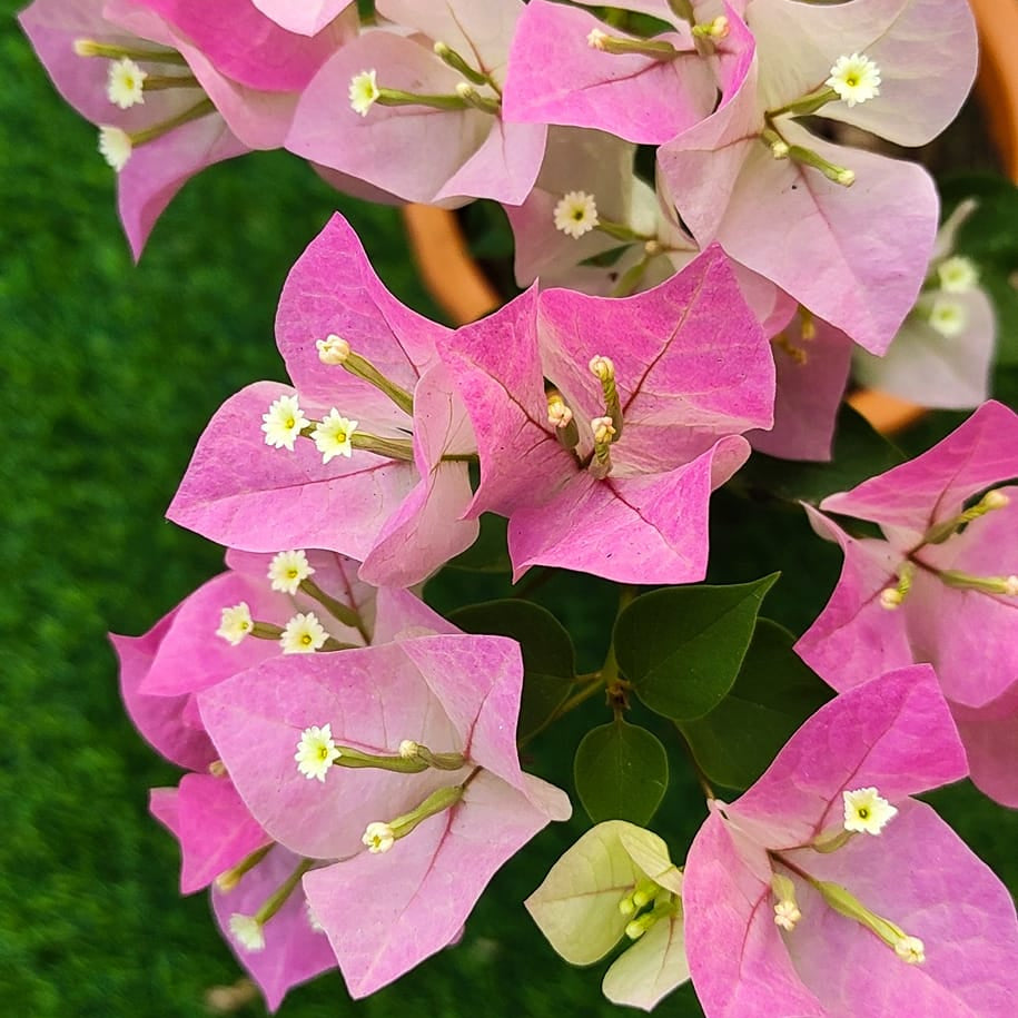 Thai Delight Bougainvillea