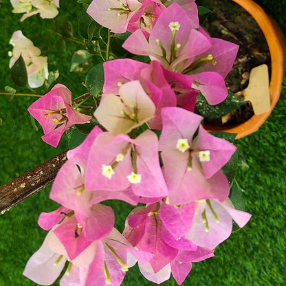 Thai Delight Bougainvillea