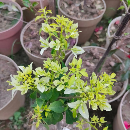 Cloud White Bougainvillea