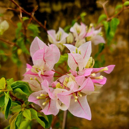 Chilli Ice Cream Bougainvillea
