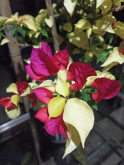 Albino Red Bougainvillea