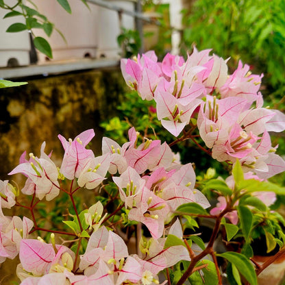 Chilli Ice Cream Bougainvillea