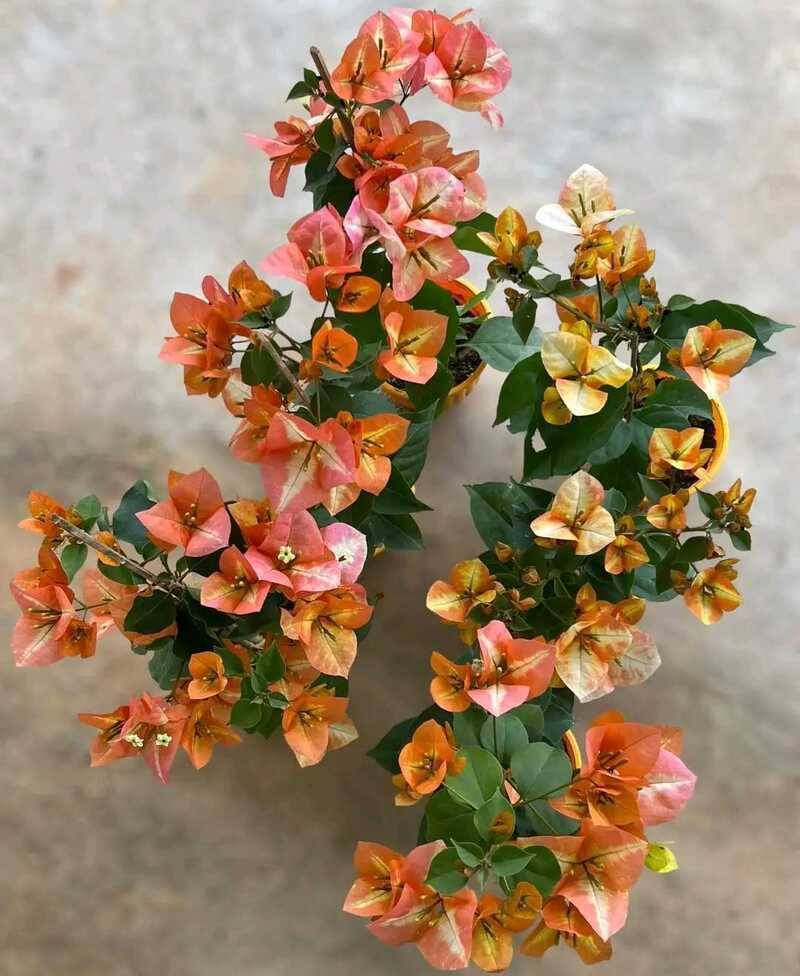 Golden Sunshine Bougainvillea