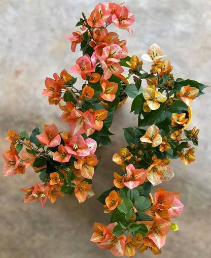 Golden Sunshine Bougainvillea