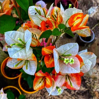Golden Sunshine Bougainvillea