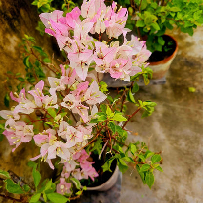 Chilli Ice Cream Bougainvillea