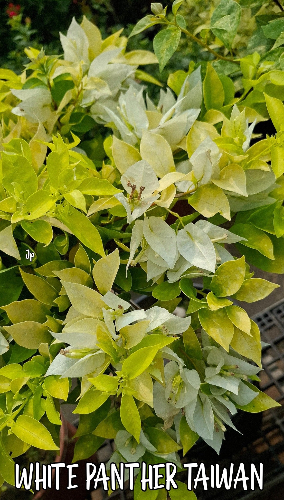 White Panther Bougainvillea (grafted)
