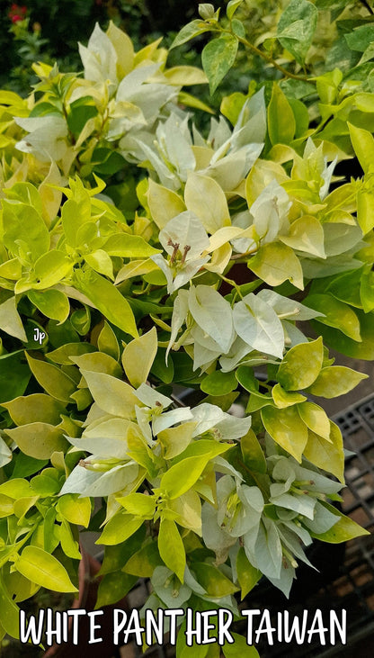 White Panther Bougainvillea (grafted)