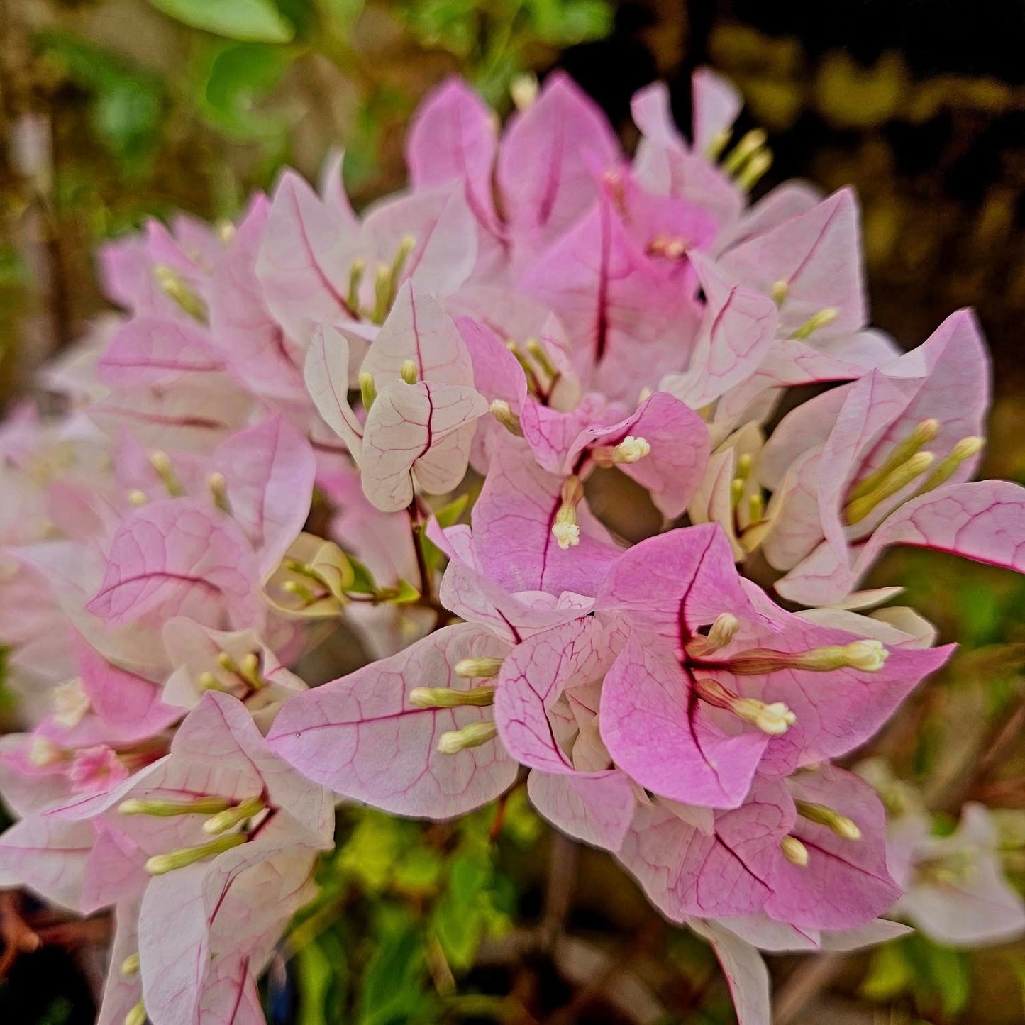 Chilli Ice Cream Bougainvillea