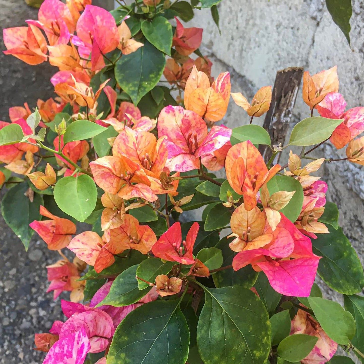 Arjuna Bougainvillea