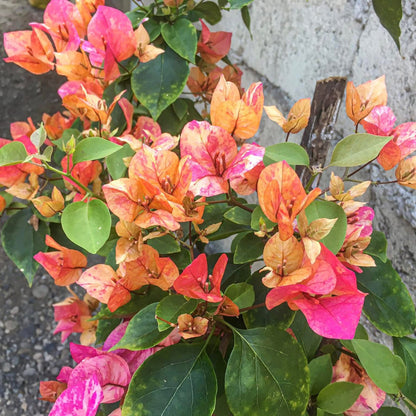 Arjuna Bougainvillea