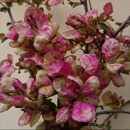 Black Monalisa Bougainvillea (top rare)